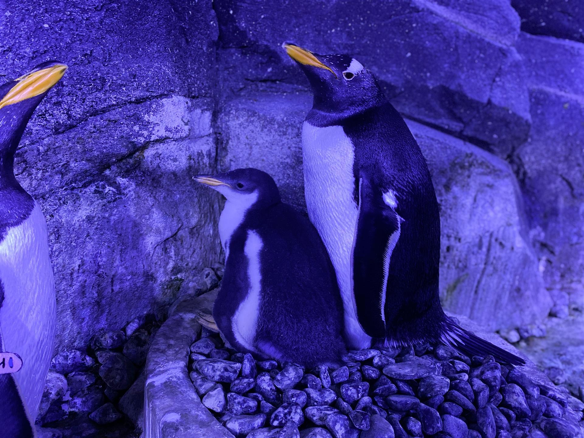  İstanbul Akvaryum Tur