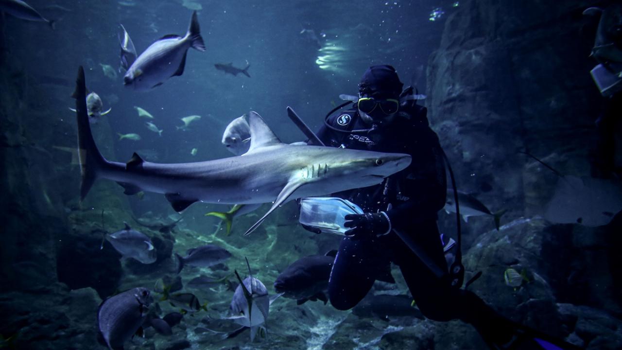  İstanbul Akvaryum Tur