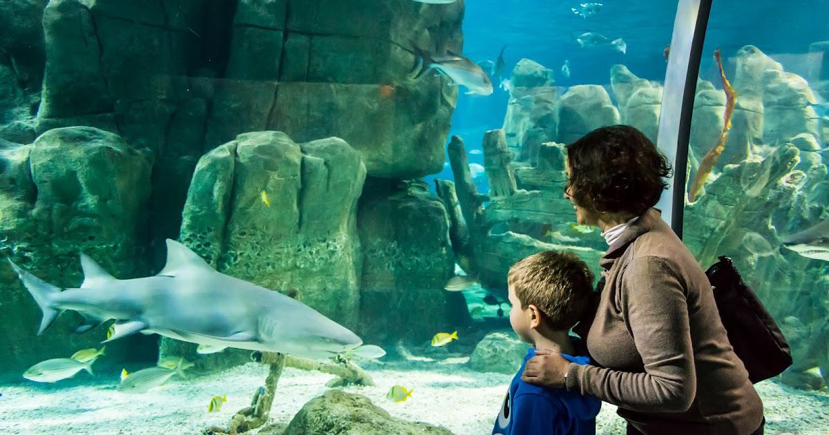  İstanbul Akvaryum Tur