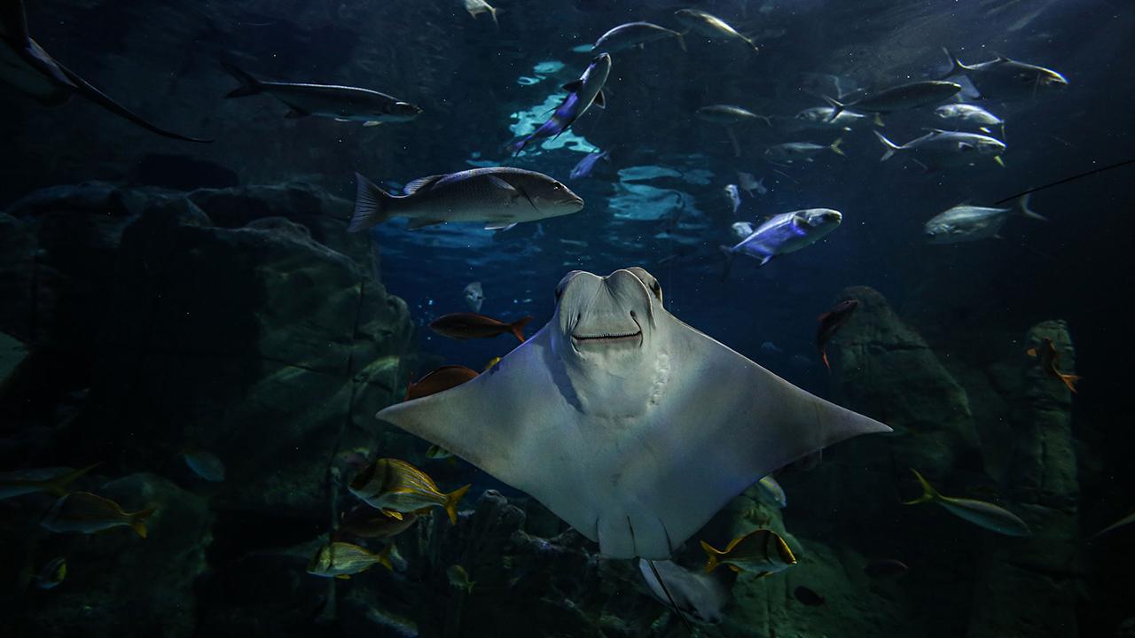  İstanbul Akvaryum Tur