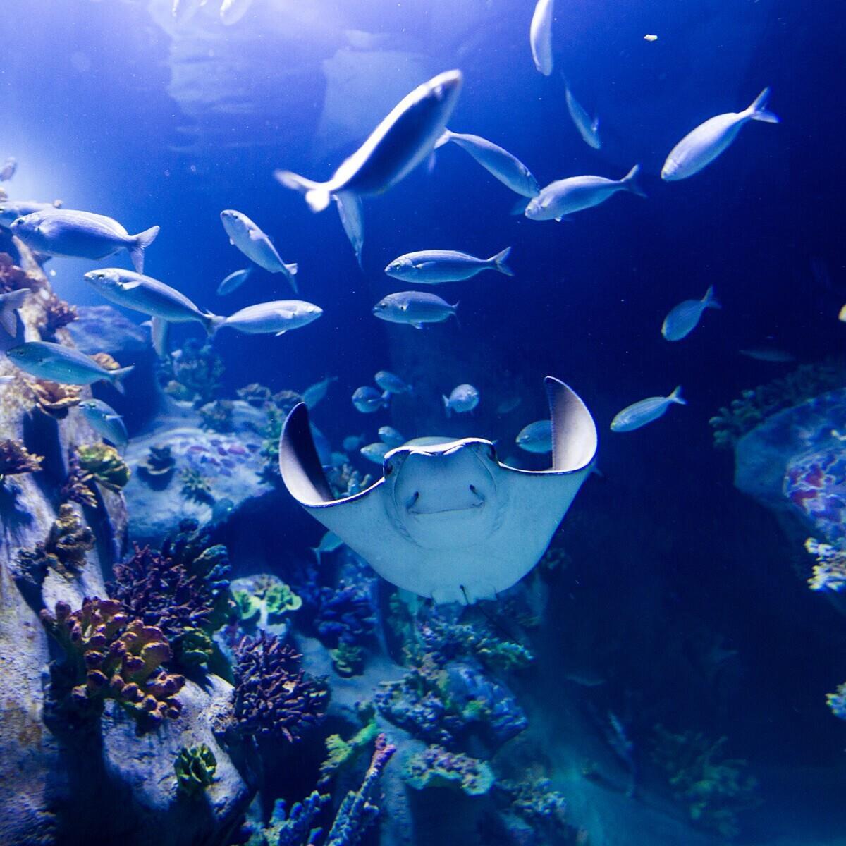 Fantastik Akvaryum Tur