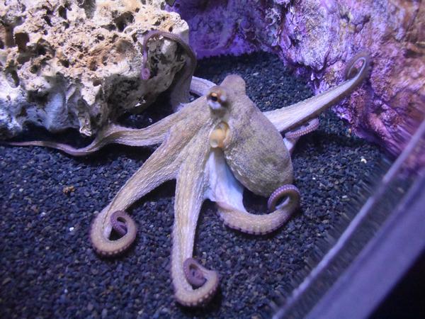 Fantastik Akvaryum Tur