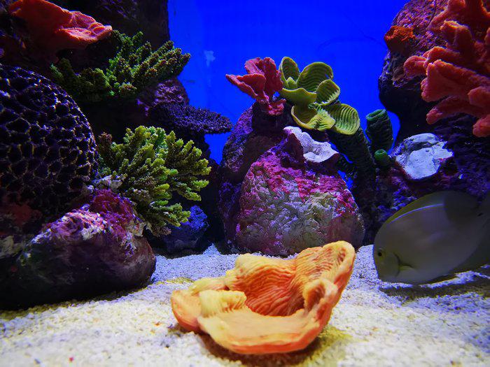 Fantastik Akvaryum Tur