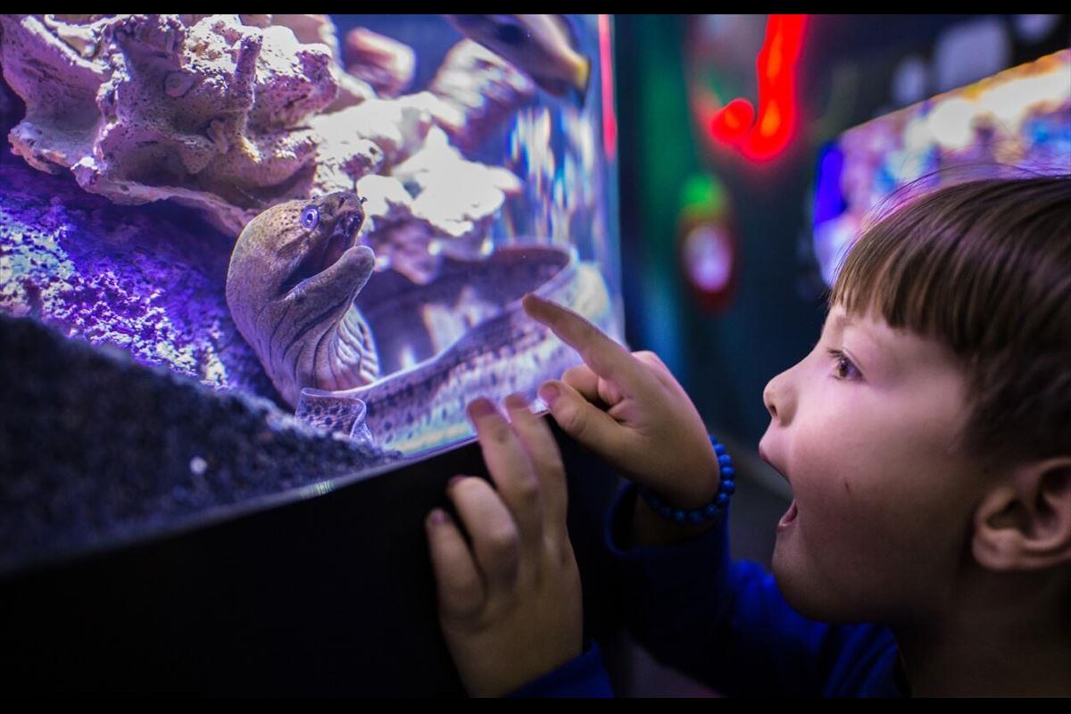 Fantastik Akvaryum Tur