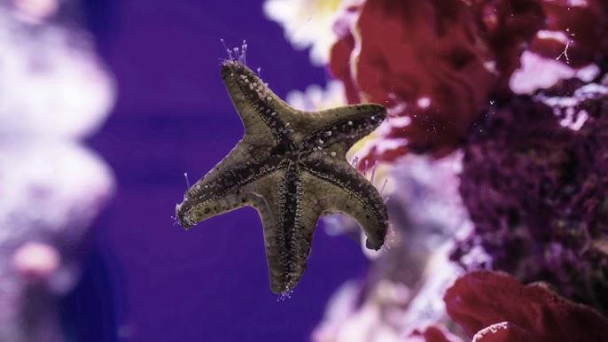 Fantastik Akvaryum Tur