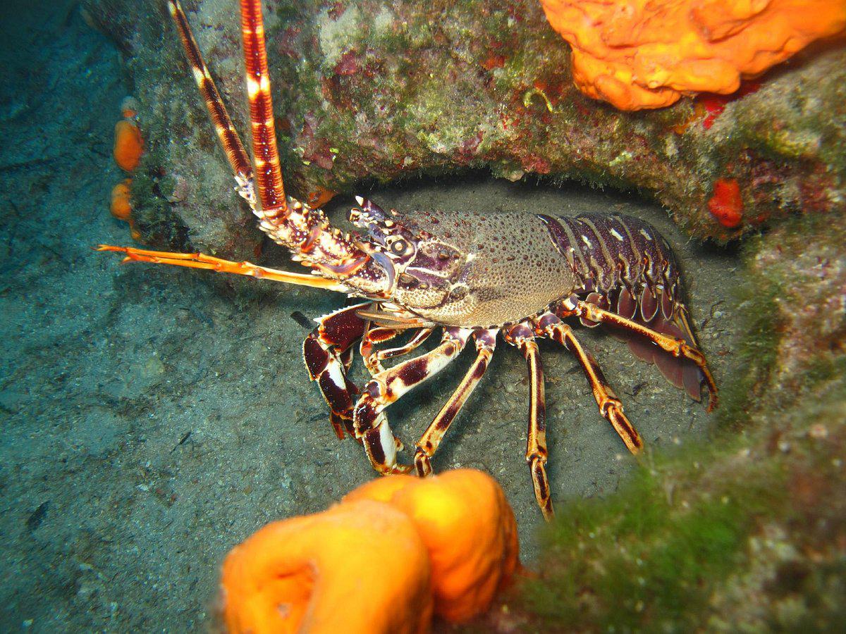 Ege Octopus Dalış Merkezi Tur