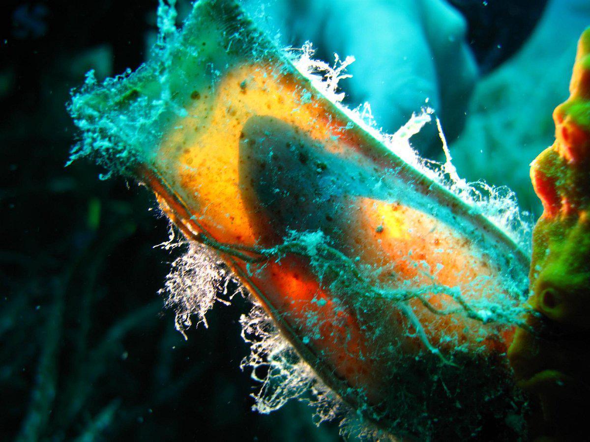 Ege Octopus Dalış Merkezi Tur