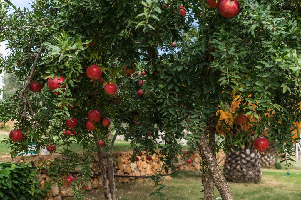 antalya transfer hizmetleri | antalya otel transfer|