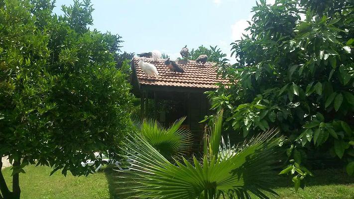 antalya transfer hizmetleri | antalya otel transfer|