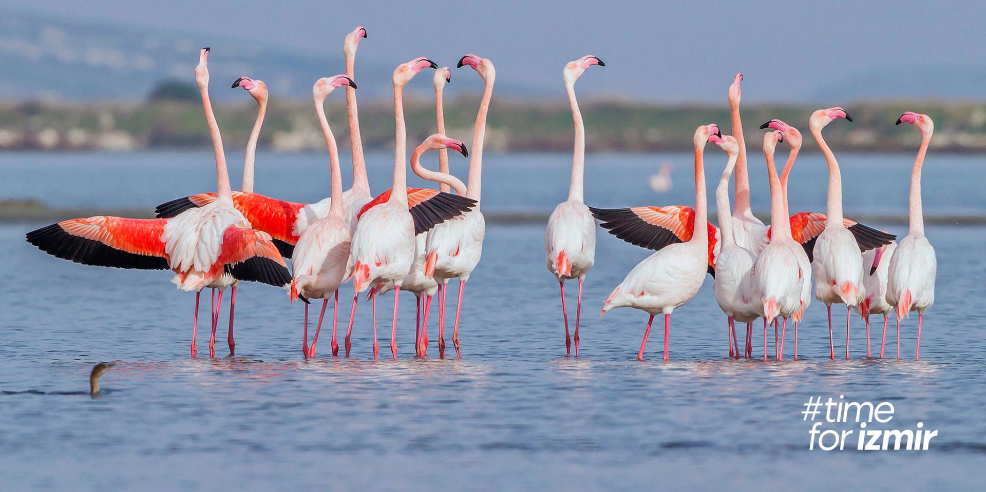 Flamingo Yolu Tur