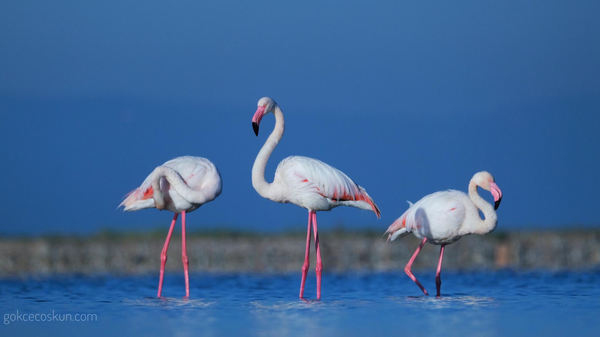 Flamingo Yolu Tur