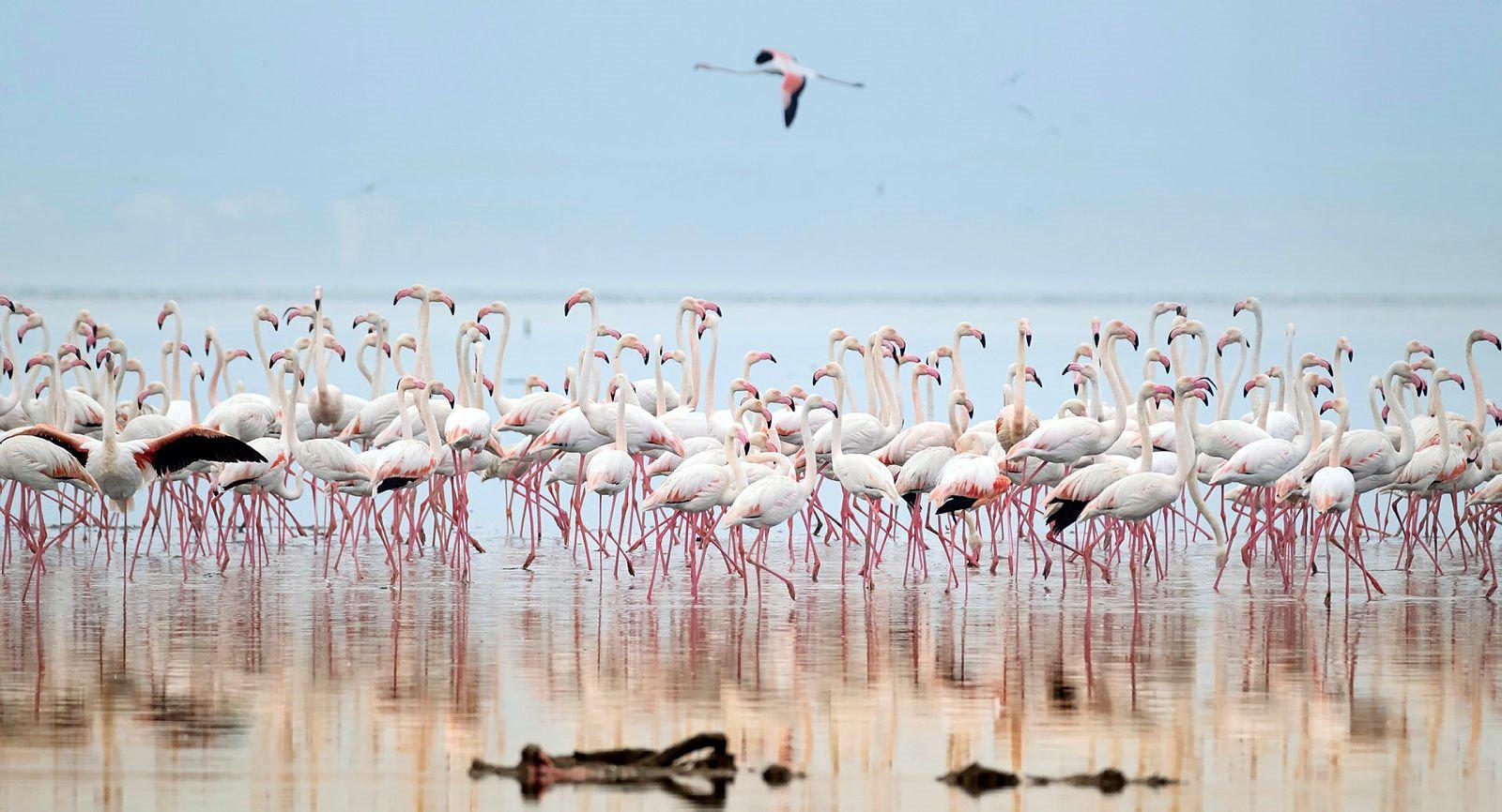 Flamingo Yolu Tur