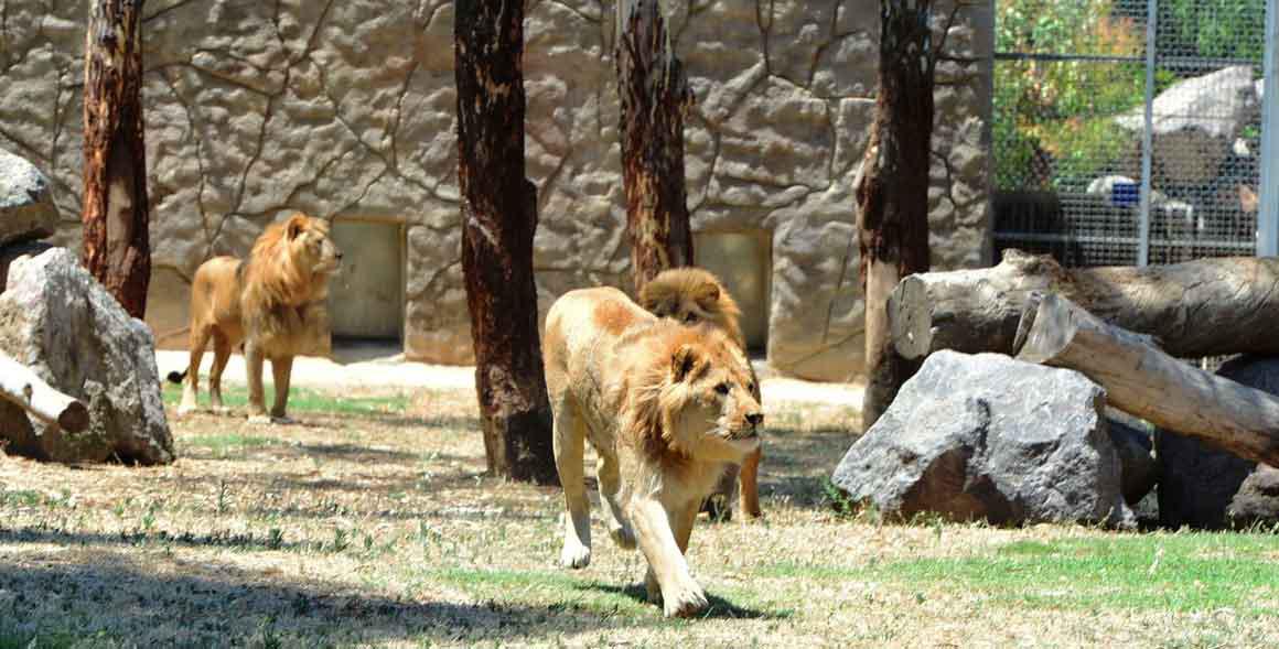 Izmir Doğal Yaşam Parkı Tur